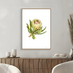Protea Neriifolia Print