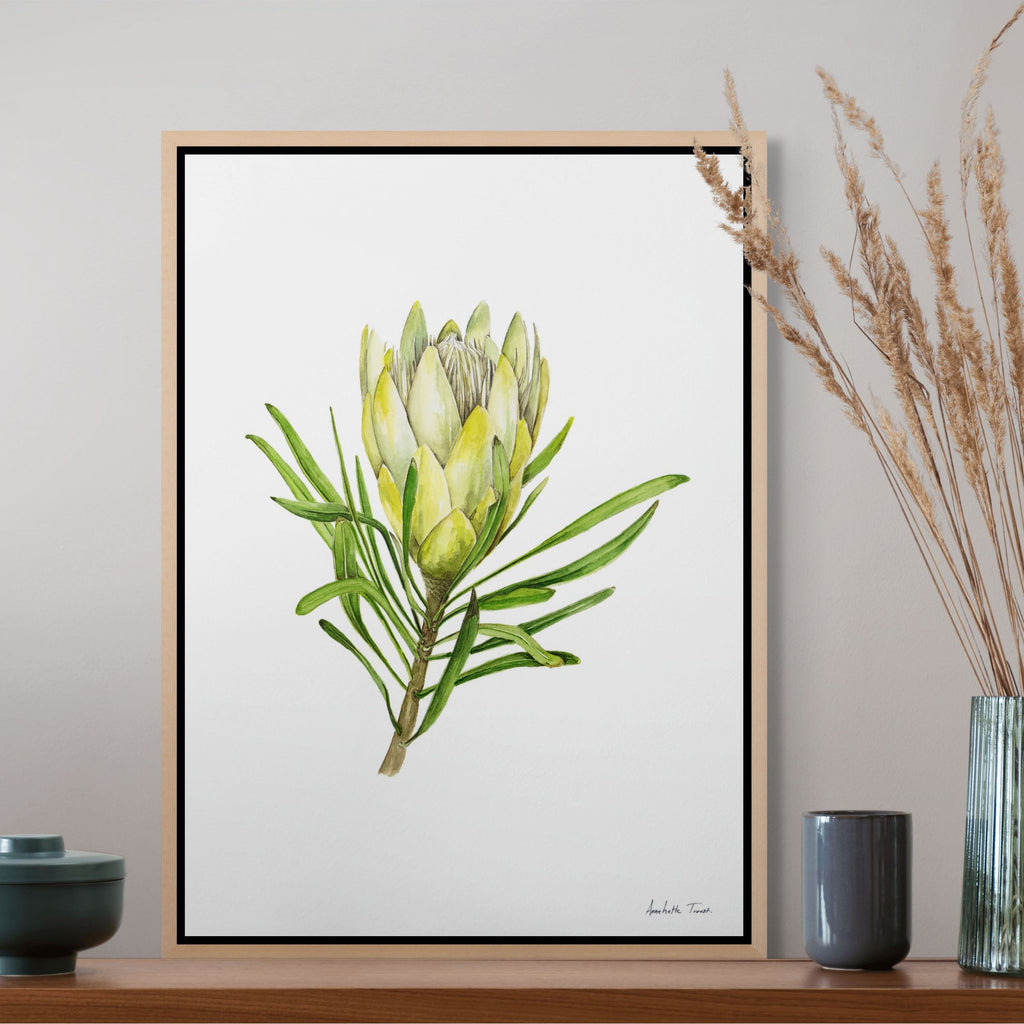 Protea Repens White Print