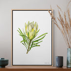 Protea Repens White Print