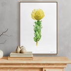 Yellow Pincushion Print