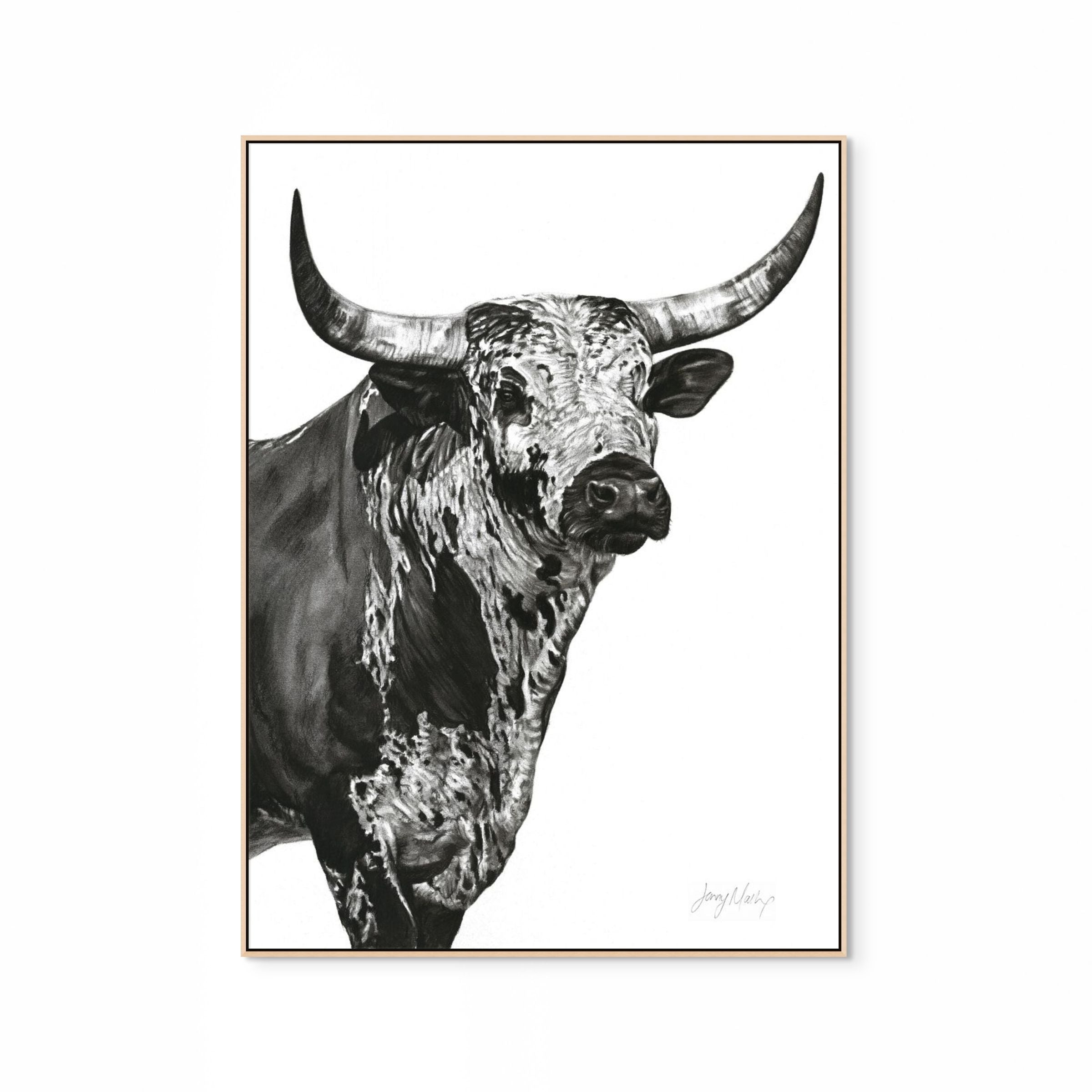 Nguni Bull Head (Portrait) Print