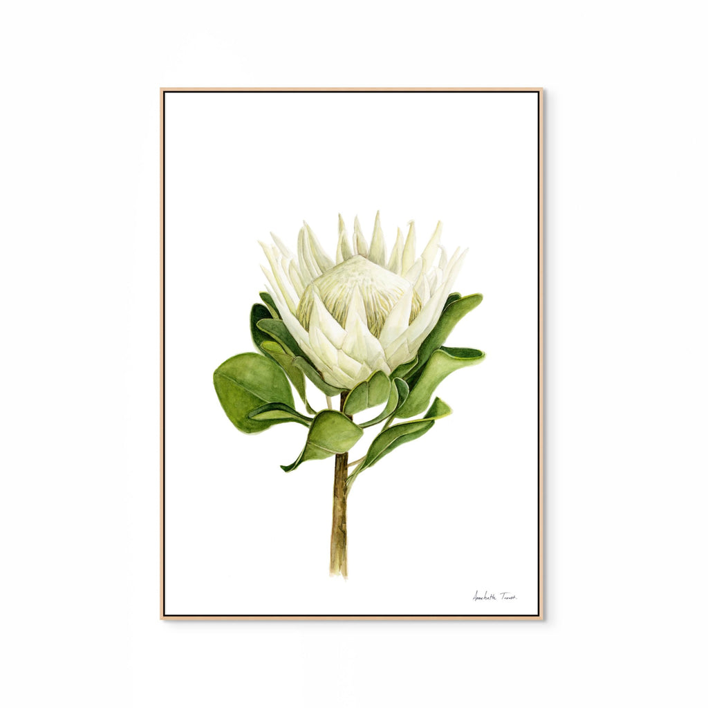 Protea Print