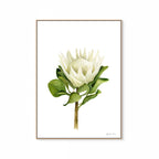 Protea Print