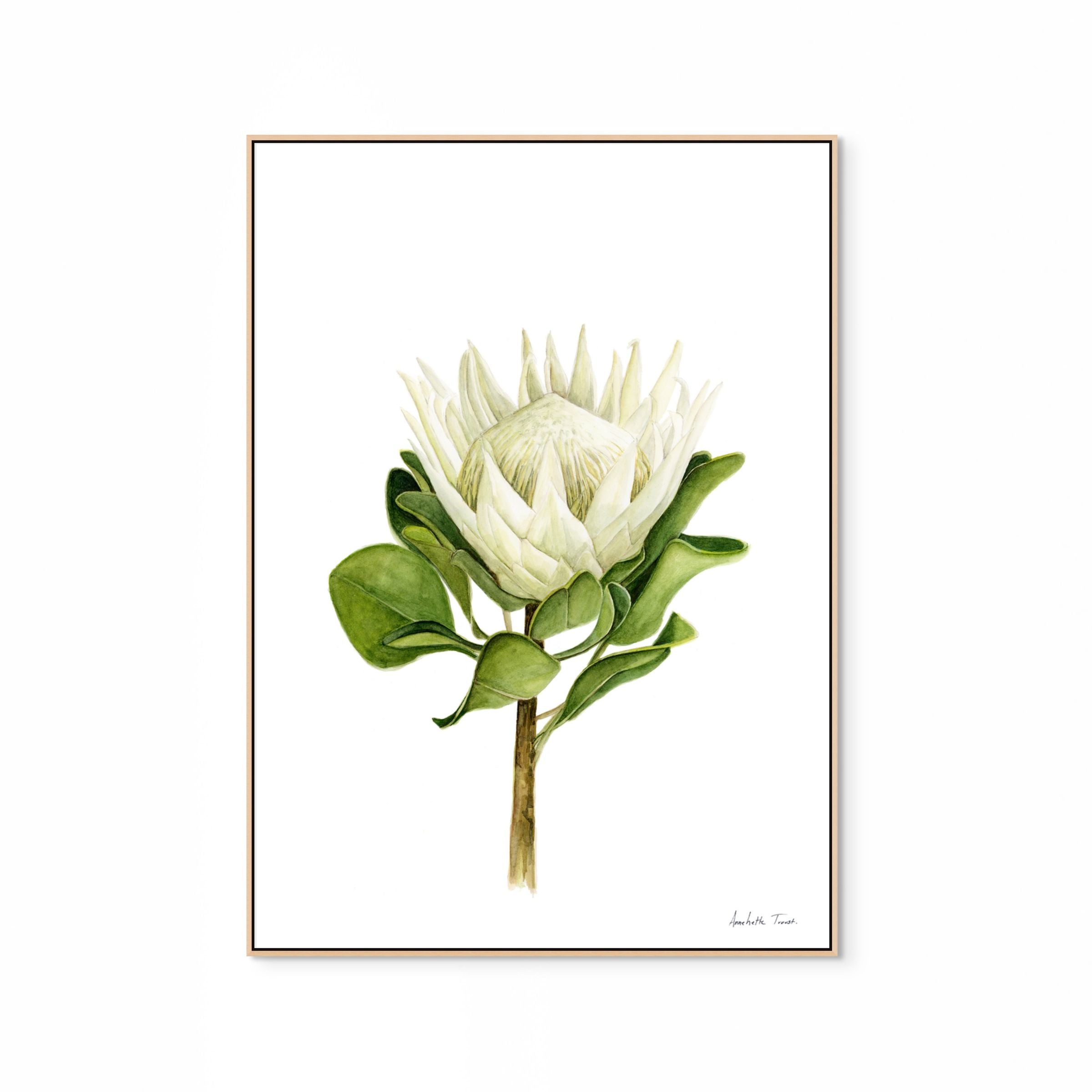 Protea Print