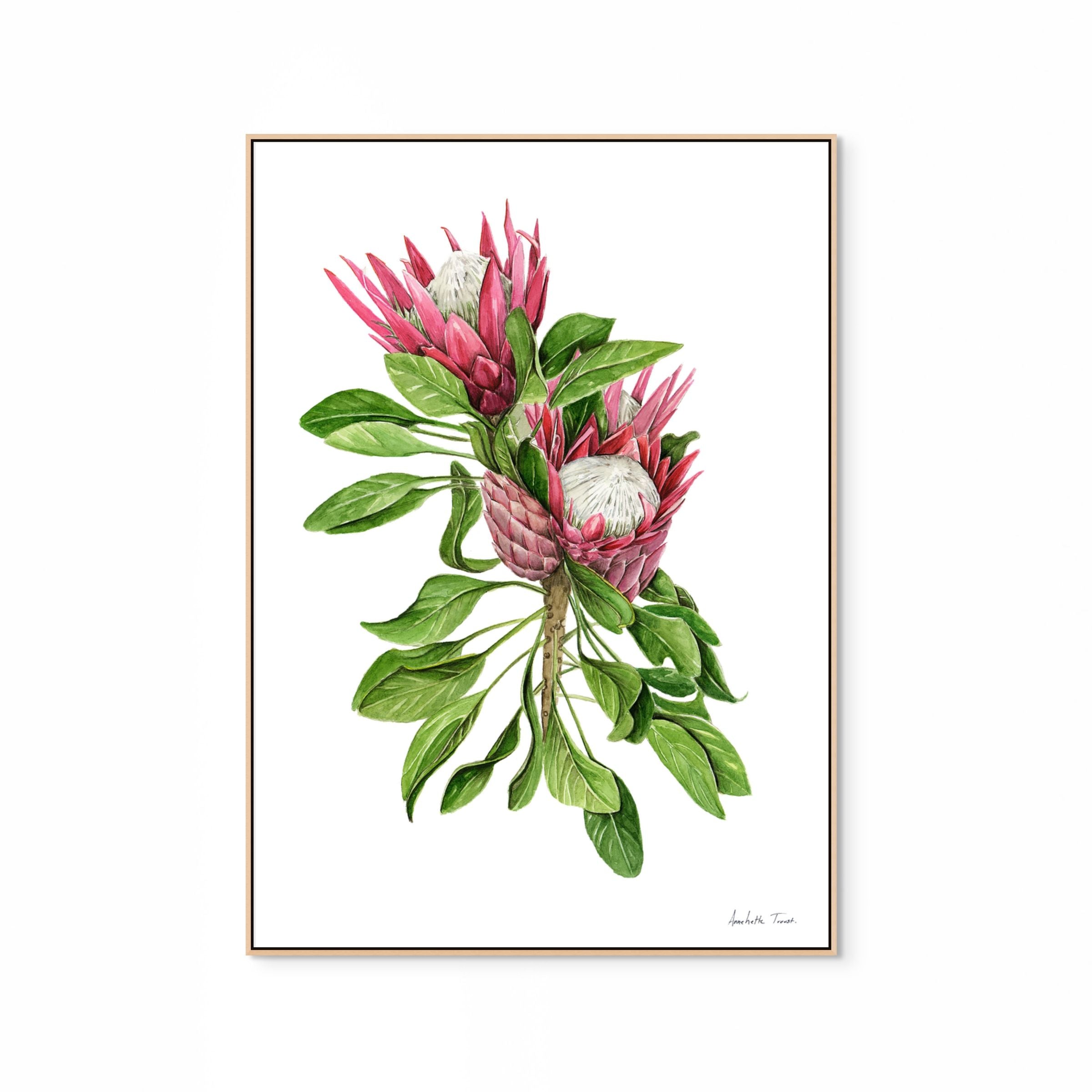 Protea Cynaroides Print