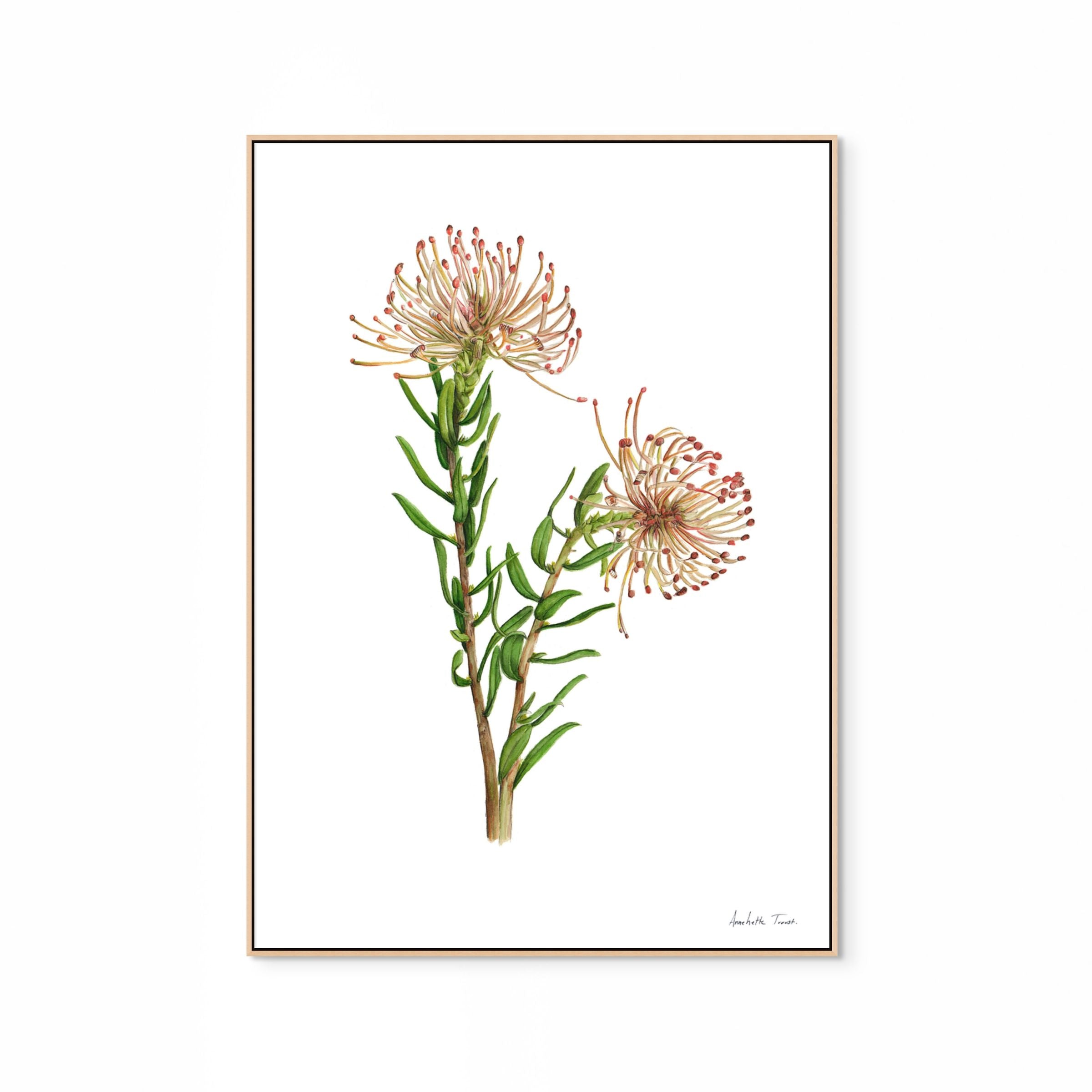 Protea Leucospermum Tottum Print