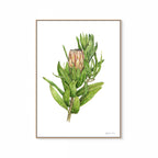Protea Mink Print