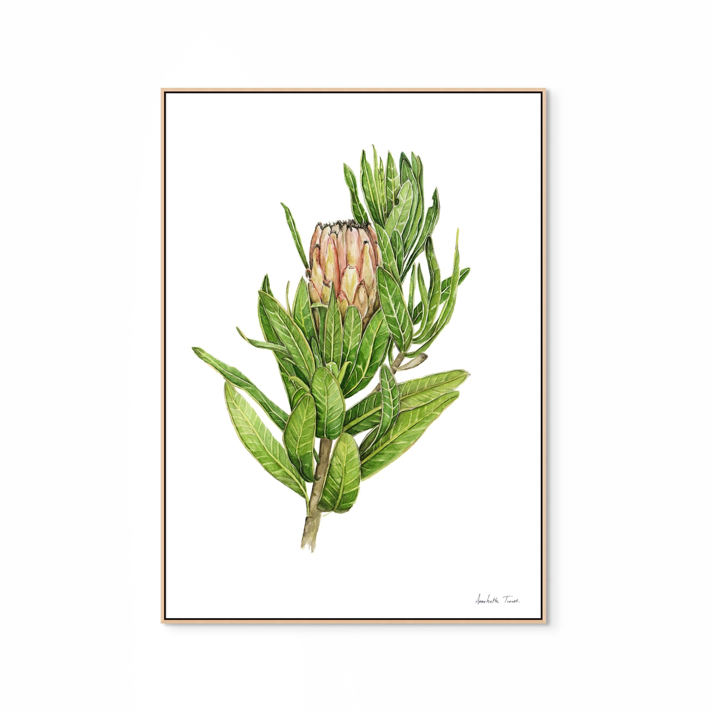 Protea Mink Print