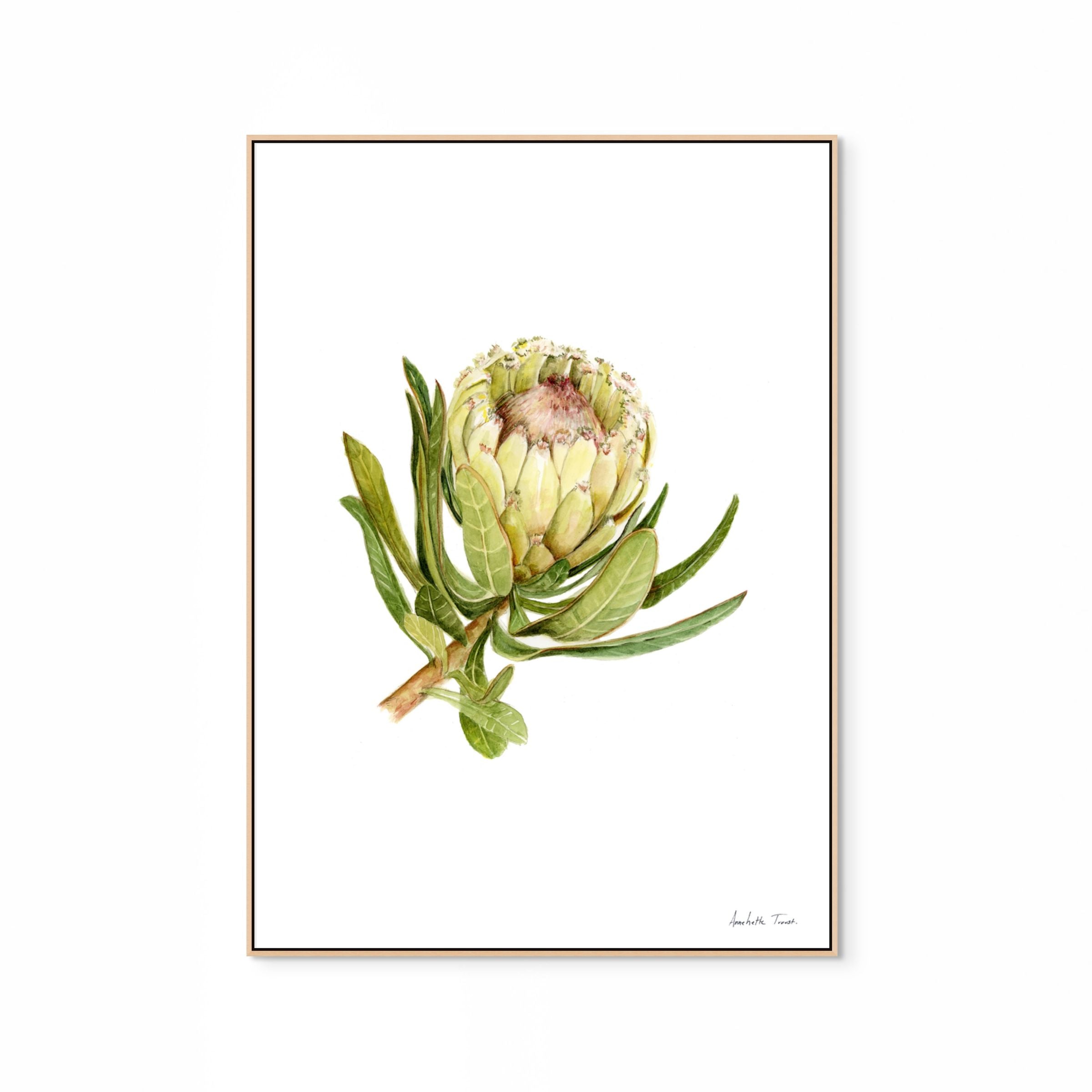 Protea Neriifolia Print