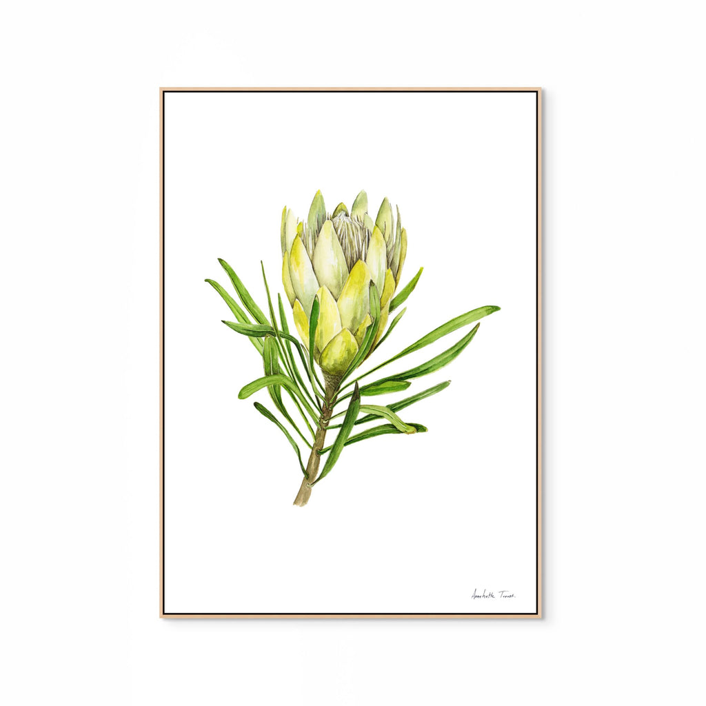 Protea Repens White Print
