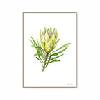 Protea Repens White Print