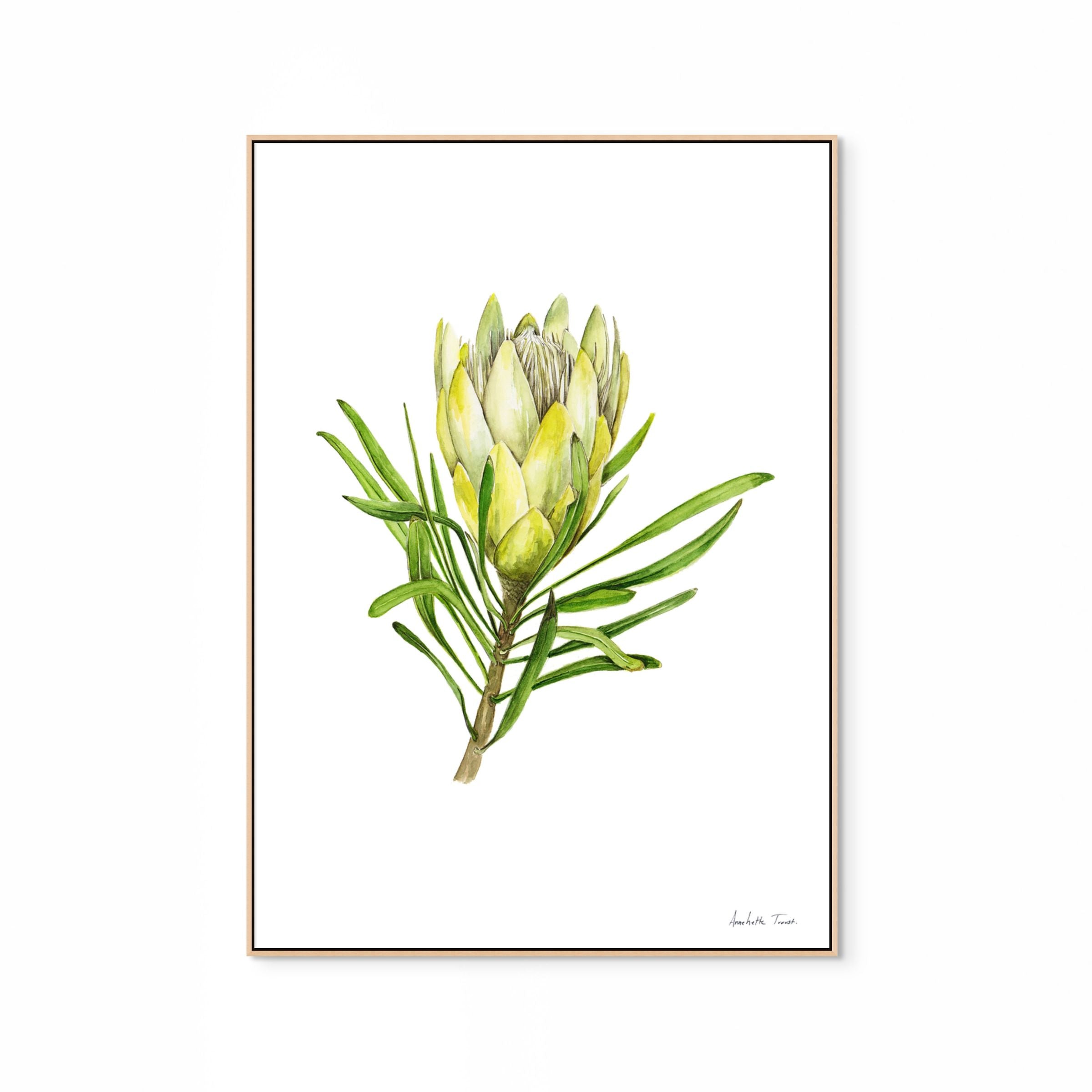 Protea Repens White Print