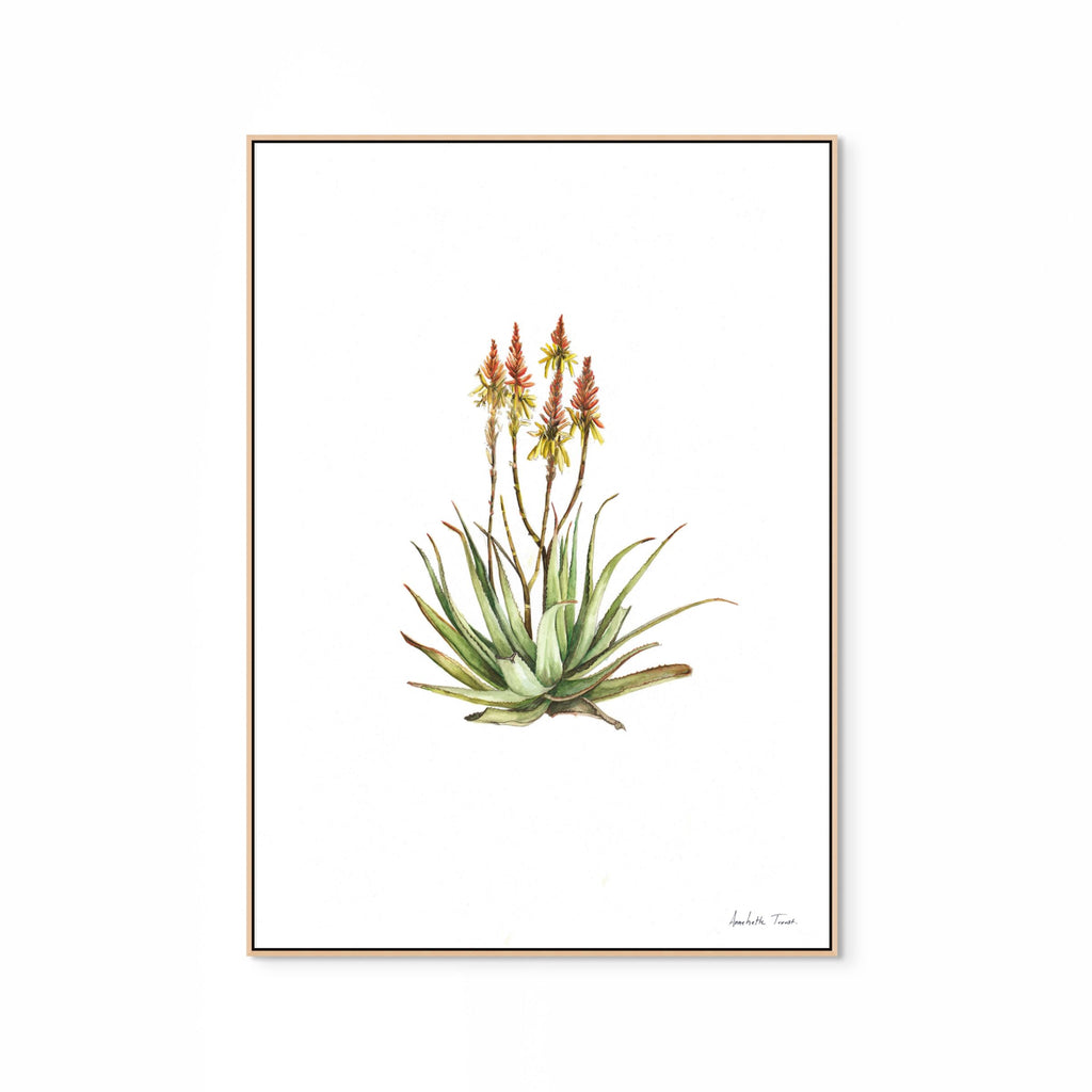 Sand Aloe Print
