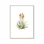Sand Aloe Print
