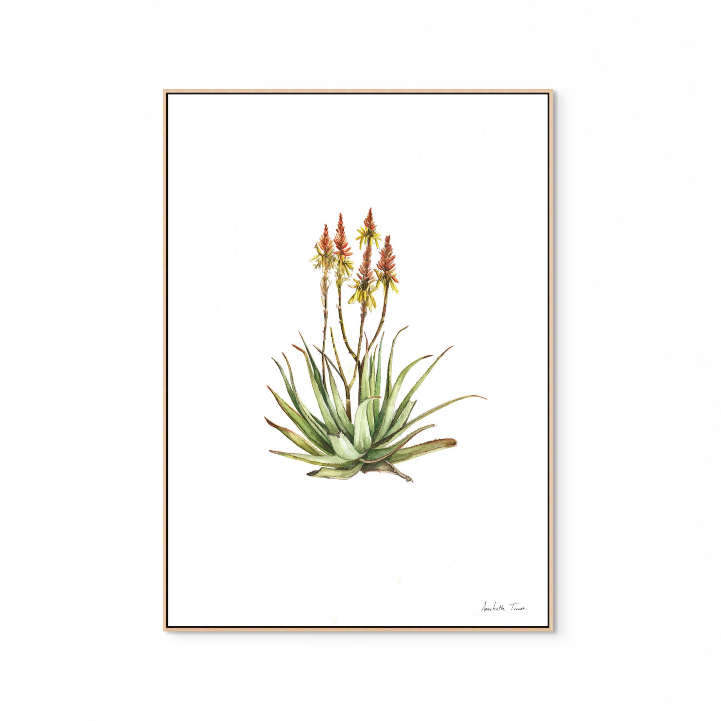 Sand Aloe Print