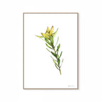 Sunshine Conebush Print