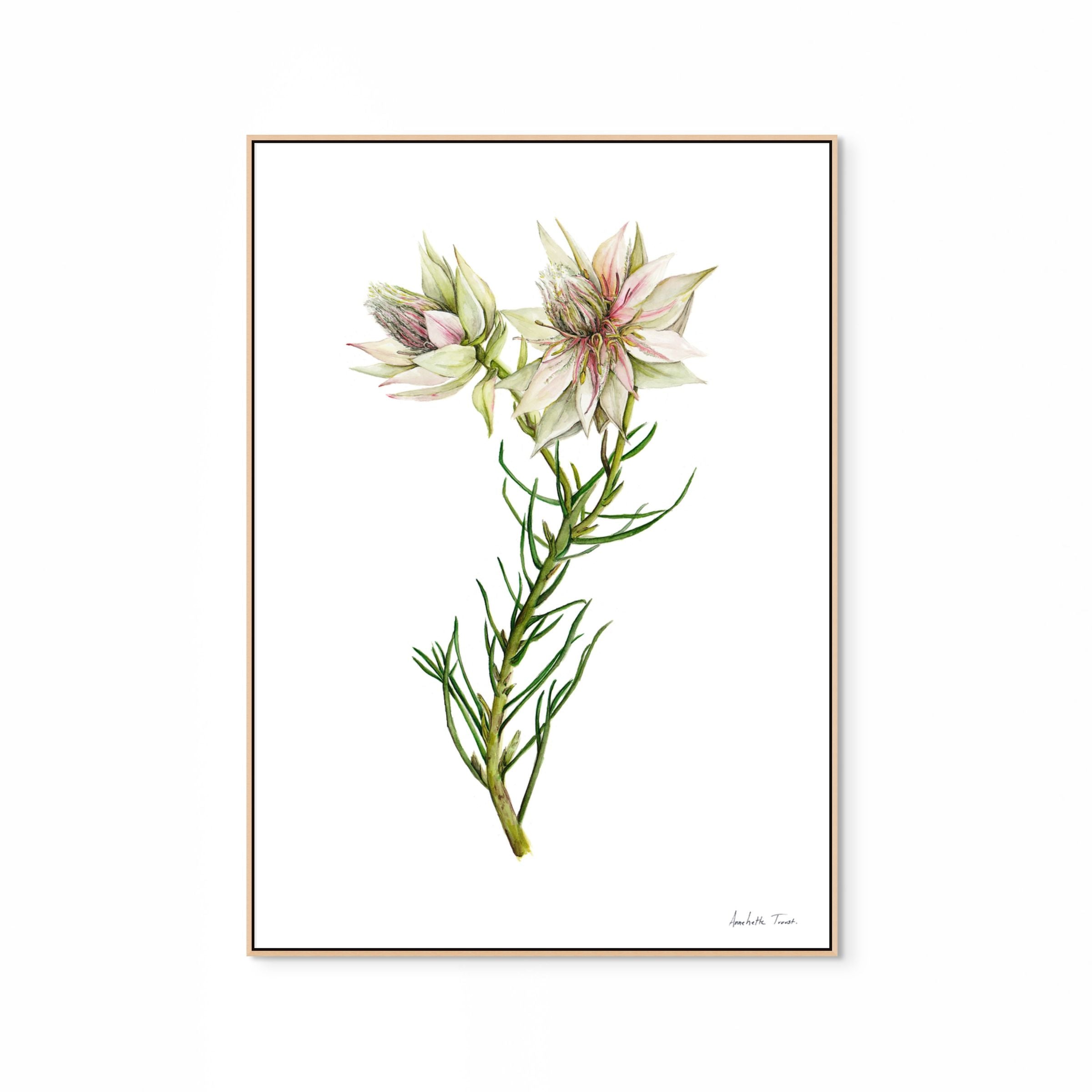 Surruria Florida Print
