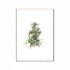 Tilt-Head Aloe Print