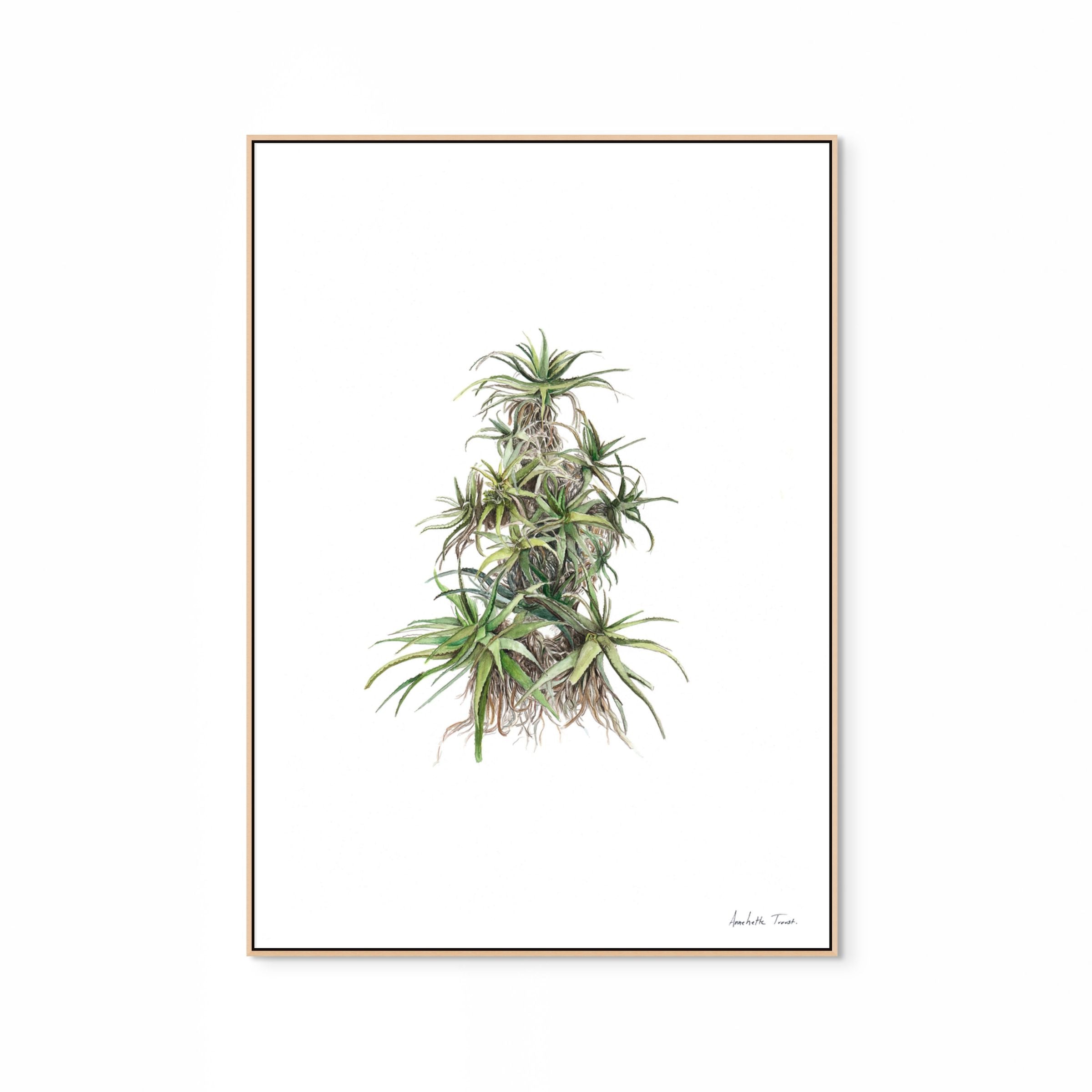 Tilt-Head Aloe Print