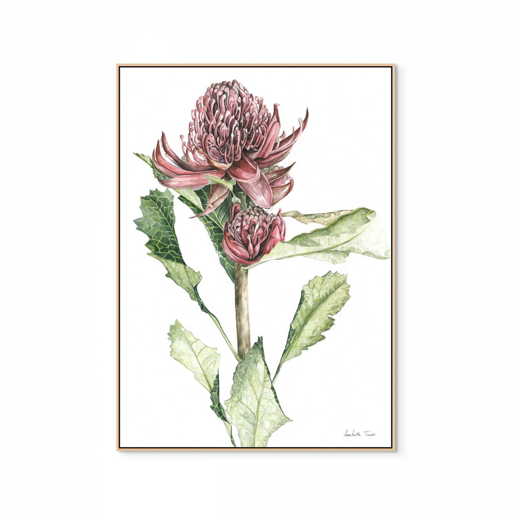Waratah Print