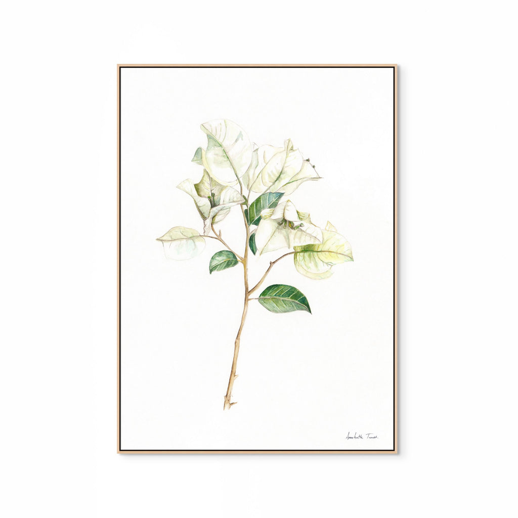 White Bougainvillea Print