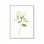 White Bougainvillea Print