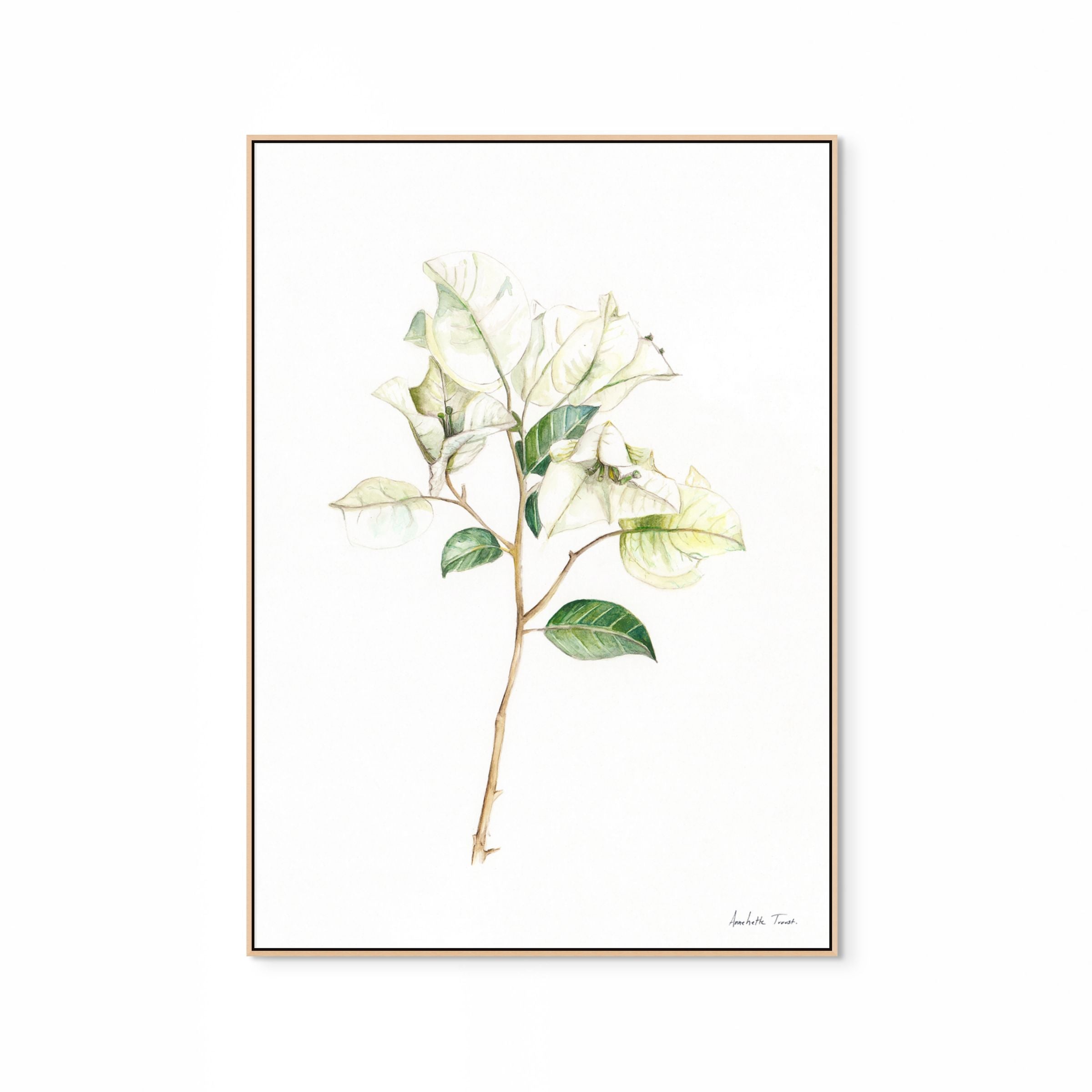 White Bougainvillea Print