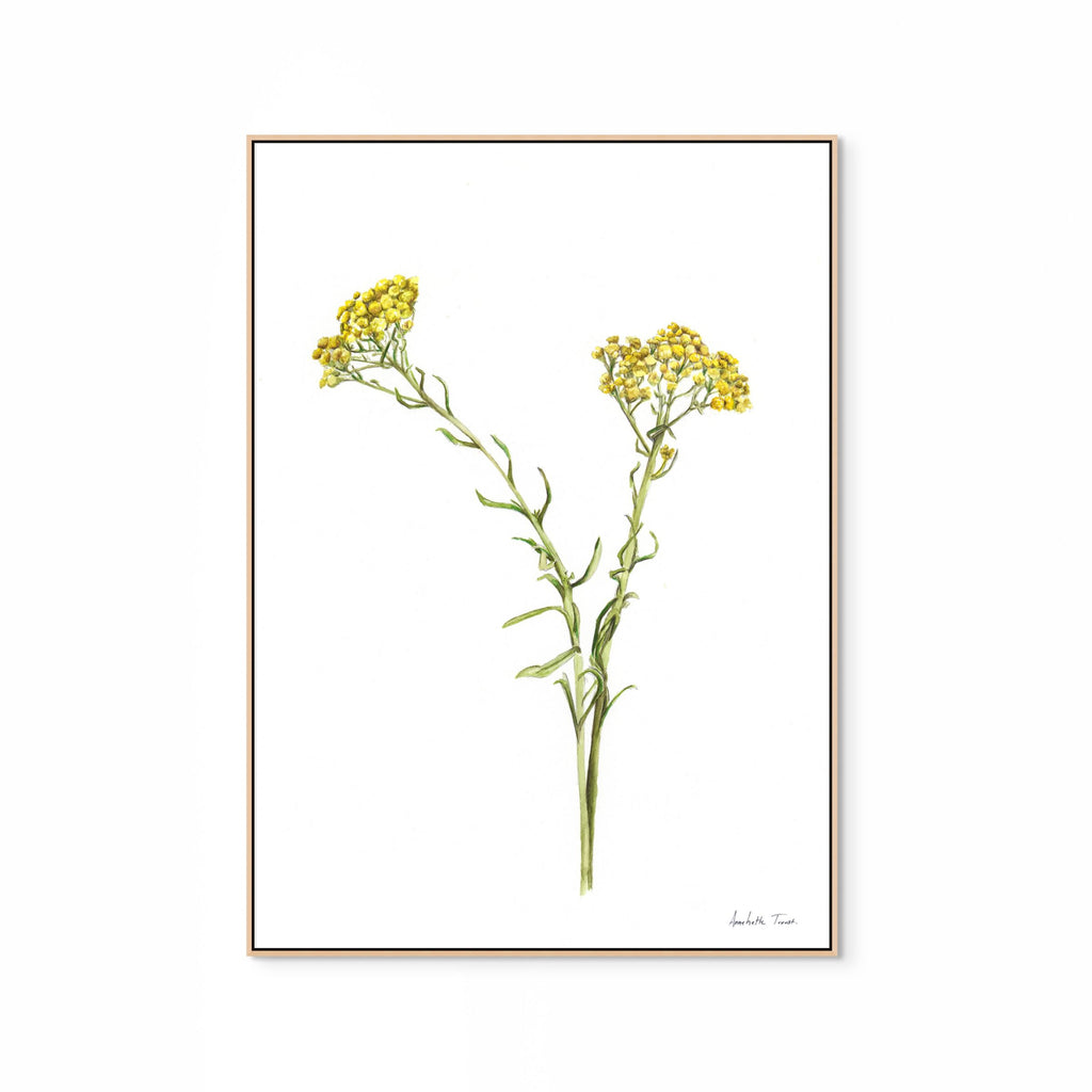 Wild Flower Print