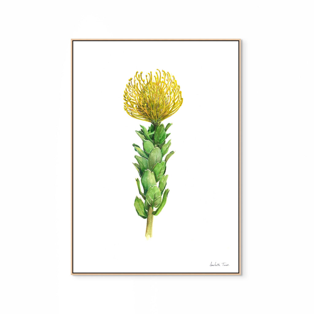 Yellow Pincushion Print