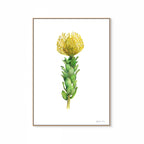 Yellow Pincushion Print