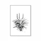Aloe I Print