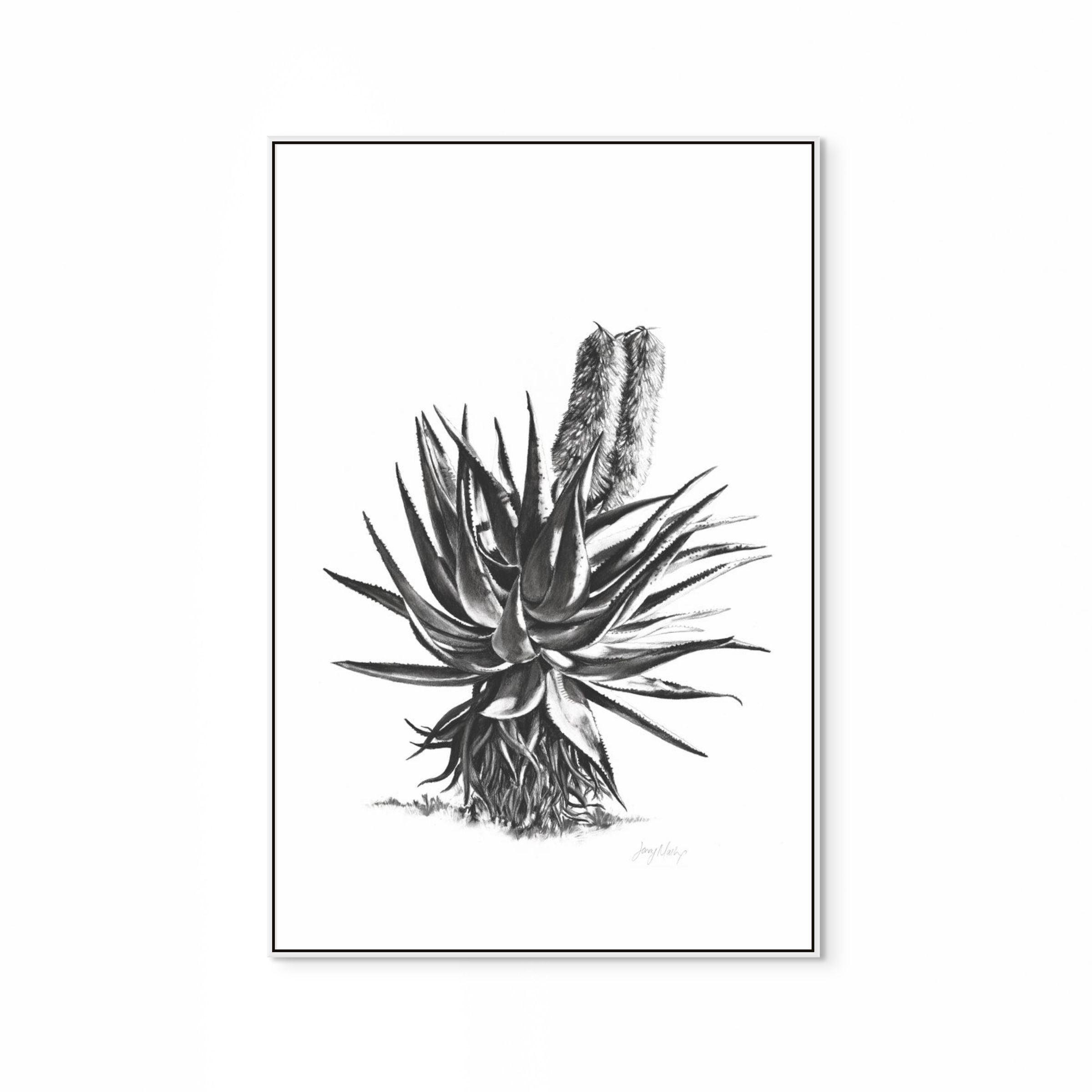 Aloe II Print