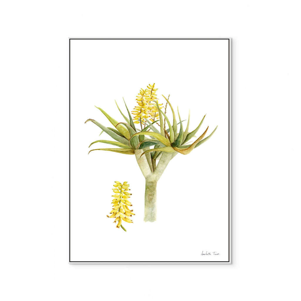 Aloidendron Dichotomum Print