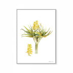 Aloidendron Dichotomum Print