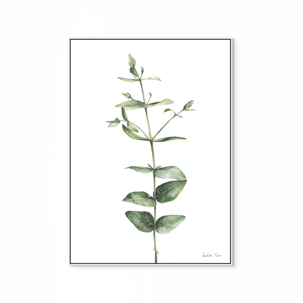 Eucalyptus Print