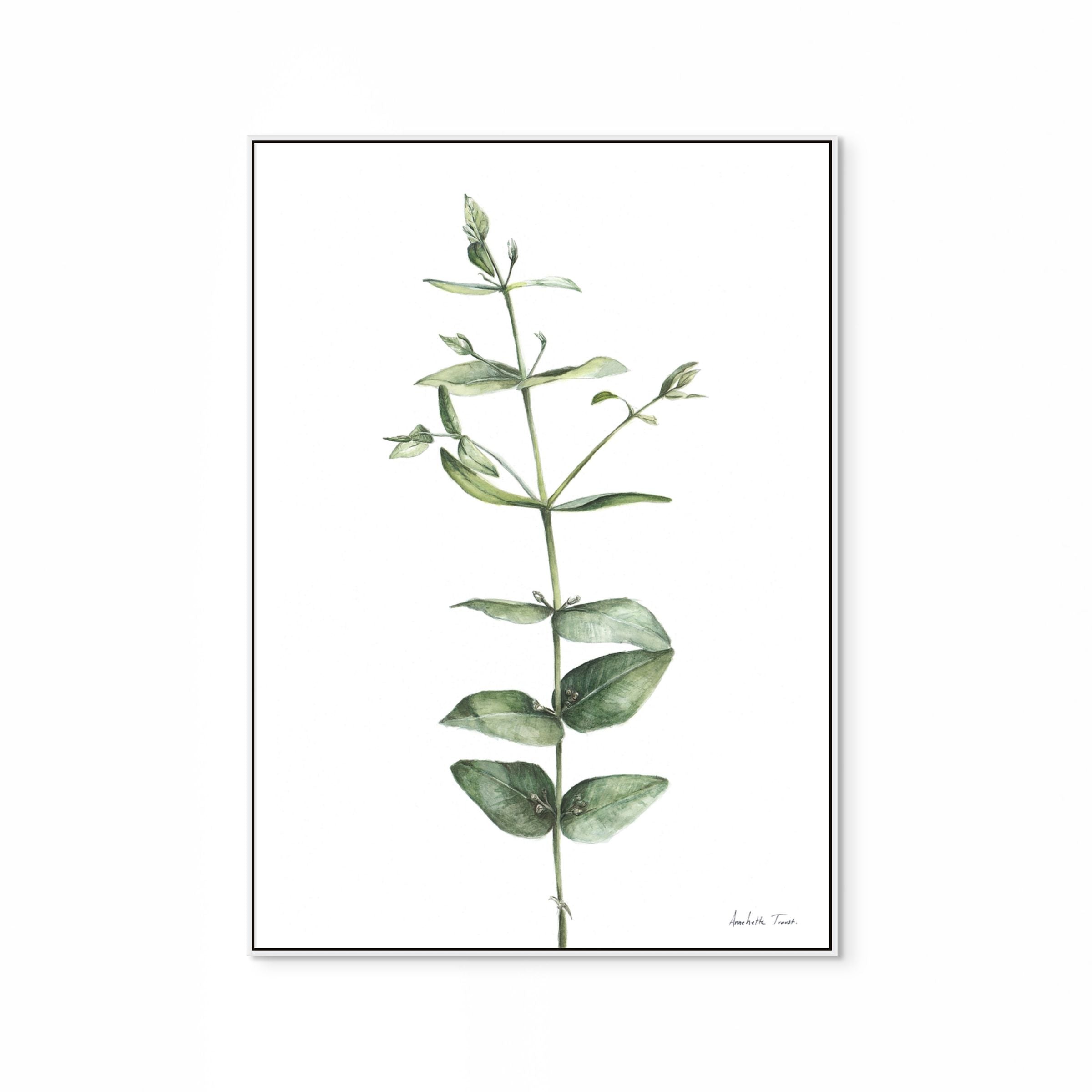 Eucalyptus Print