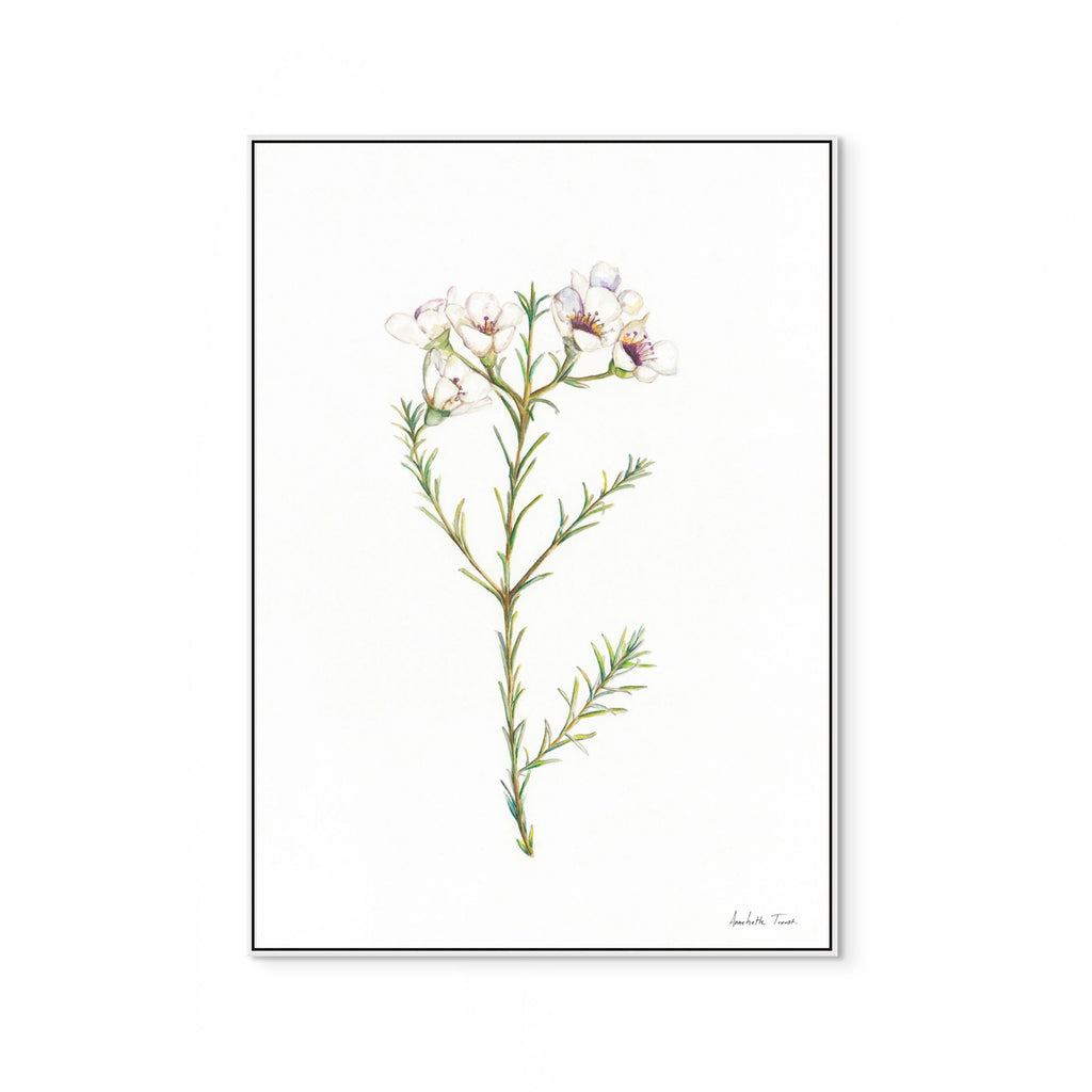 Geralton Wax Print