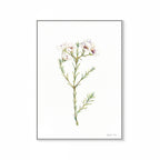 Geralton Wax Print