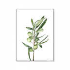 Olive Branch Print