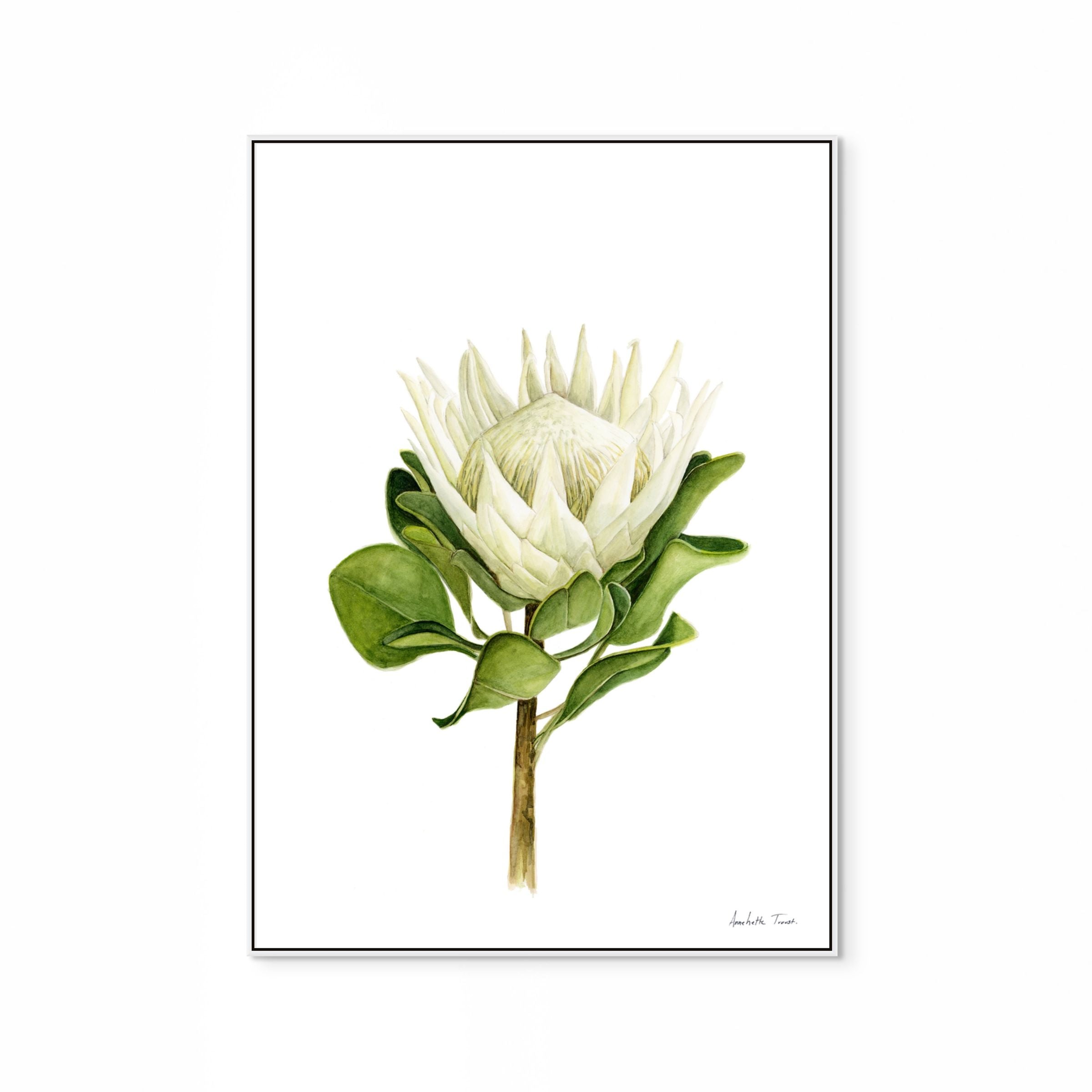 Protea Print