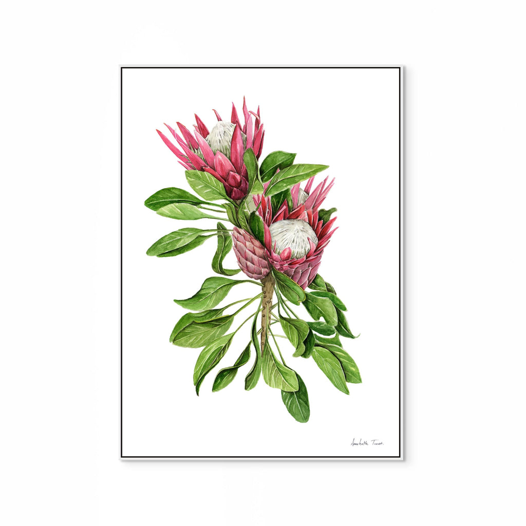 Protea Cynaroides Print