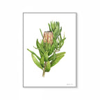 Protea Mink Print