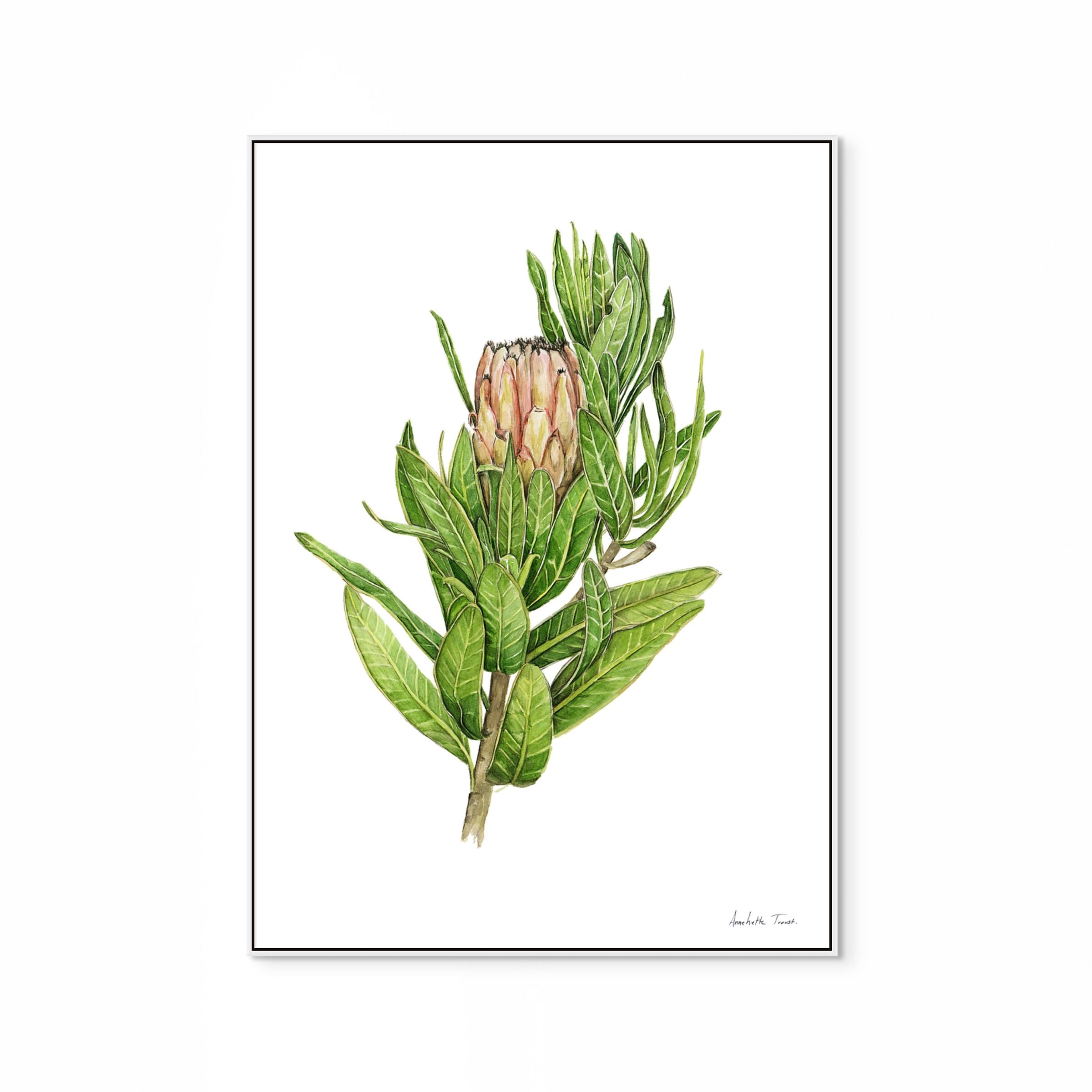 Protea Mink Print