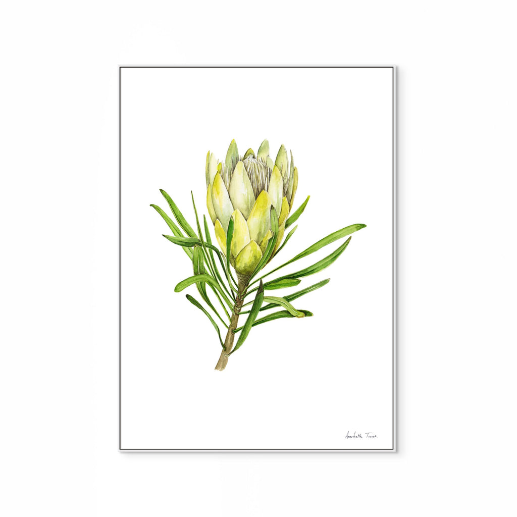 Protea Repens White Print