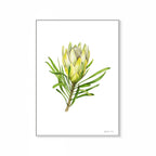 Protea Repens White Print