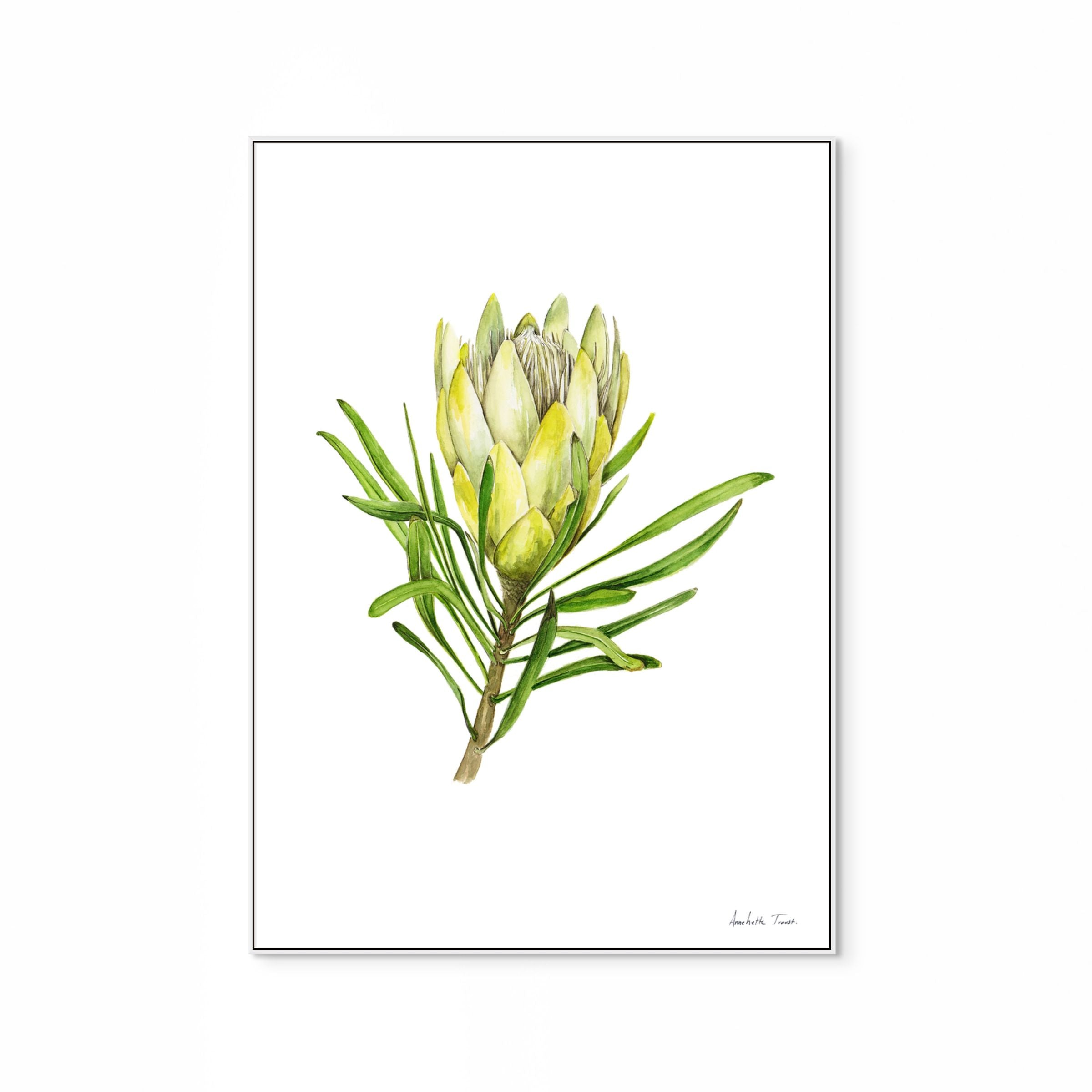 Protea Repens White Print