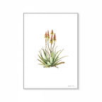Sand Aloe Print