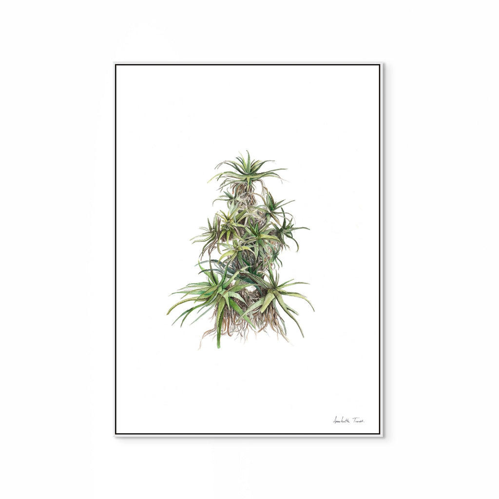 Tilt-Head Aloe Print