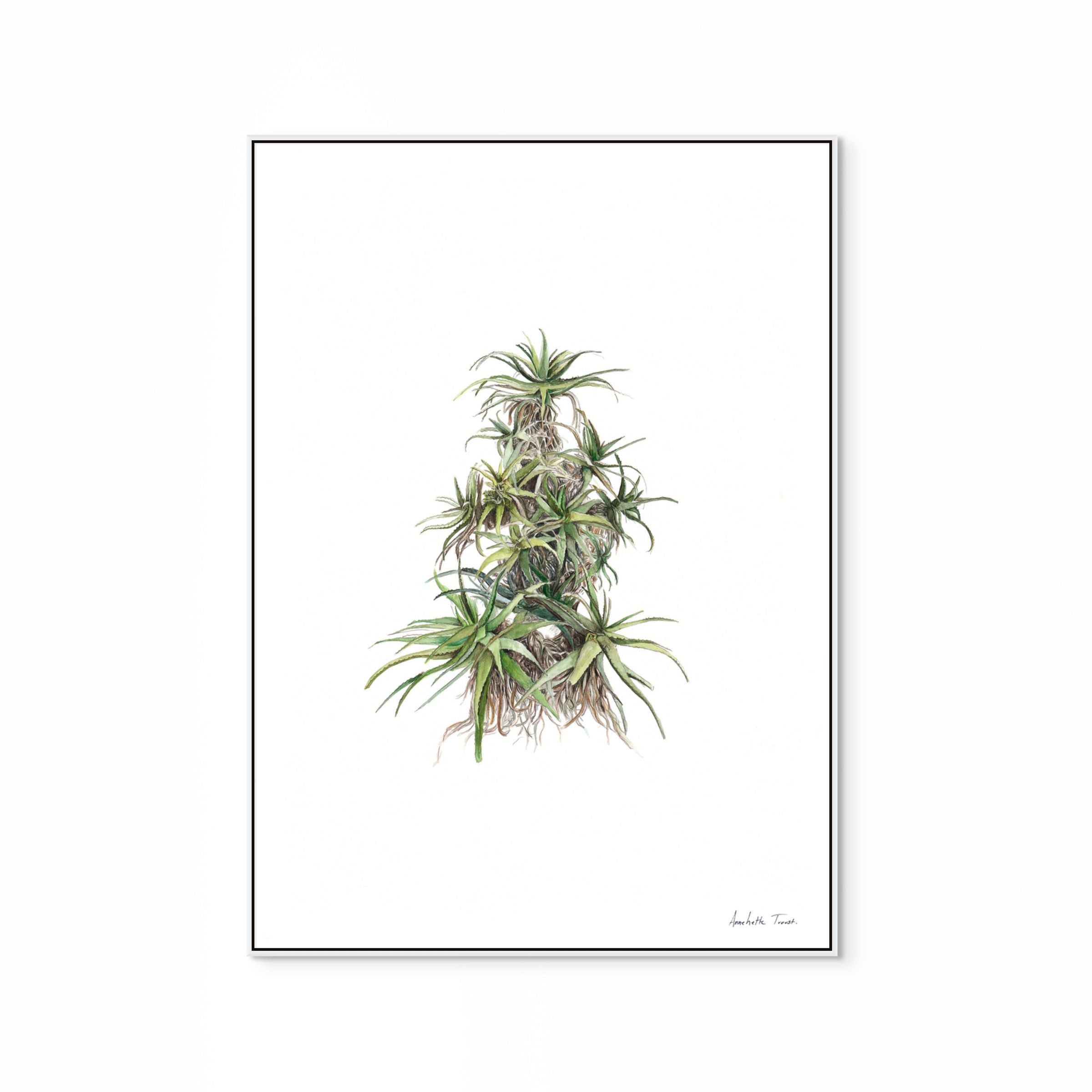 Tilt-Head Aloe Print