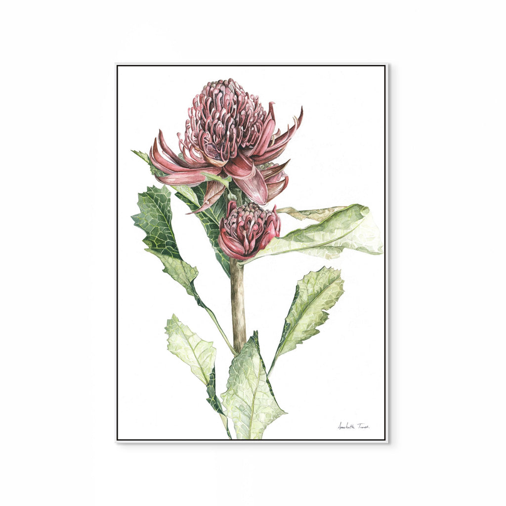 Waratah Print